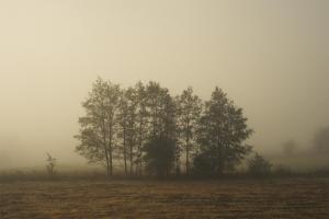 PozezdrzeRent a tent - Namiot w Praekologicznym gospodarstwie的一群树在雾中的一个田野里