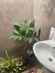 珀尼达岛Nusa Penida Pudak Nature Bungalow的水槽旁种植植物的浴室