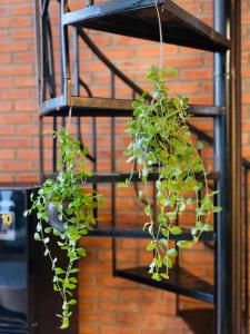 芹苴Nhu's House 2的两株盆栽植物挂在金属梯子上