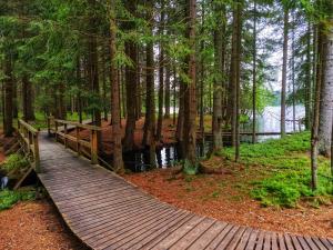 玛丽亚温泉OREA Place Marienbad的森林池塘上的木桥