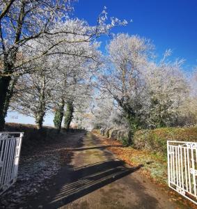 基尔肯尼Knockreagh Farm Cottages, Callan, Kilkenny的一条有树木和白色围栏的土路