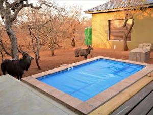 侯斯普瑞特African Olive的两个动物站在游泳池旁