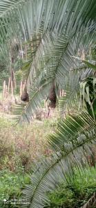 NjaraHeavenly Royalz Farm Fortportal的田野中的大片绿色棕榈树