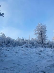 佩济诺克HOTEL GALERIA PEZINSKA BABA的一片雪覆盖的田野,背后是一棵树
