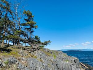 纳奈莫A Cozy Family get away suite in South Nanaimo的岩石山顶上的一群树