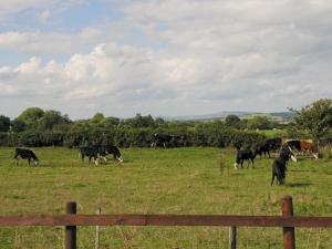 Kingsley东菲特度假屋的一群牛在田野里放牧