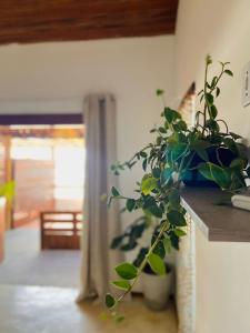 皮帕Abacate Casa do Mar的坐在一个房间里柜台上的盆栽植物