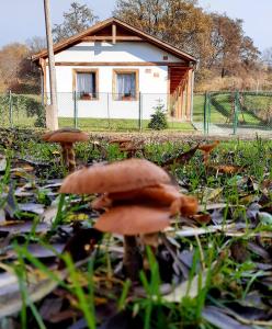 SzokolyaLiget Vendégház的一群蘑菇在房子前面的草上