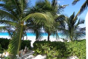 总督港Mon Soleil home的两棵棕榈树,位于沙滩上,与大海