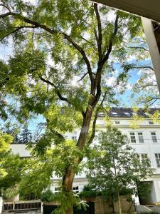 维也纳#Family & Friends# Ruhig, grün, gleich in der City的白色建筑前的一棵大树