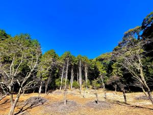 下关自然豊かな隠れ家ゲストハウス和村Nagomura的一组背景蓝天的树