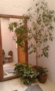 卢汉德库约Casa Ramal的镜子旁的盆里植物