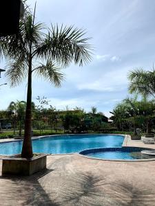 拿笃TAR HOMESTAY的游泳池旁的棕榈树