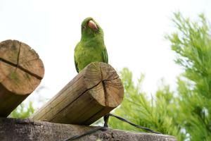 圣若泽-杜巴雷鲁Campos da Bocaina的坐在一块木头上的绿色鸟