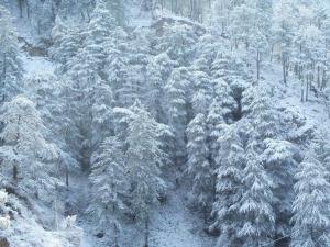 西姆拉Calm Paradise的雪覆盖松林的空中景色