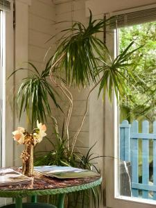 KentIbiza Casa的一张桌子,上面有植物,放在窗边