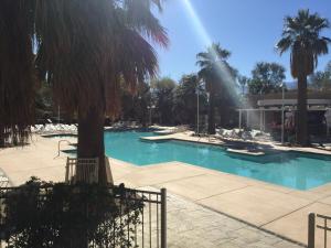 兰乔米拉日Agua Caliente Casino Rancho Mirage的棕榈树和喷泉的游泳池
