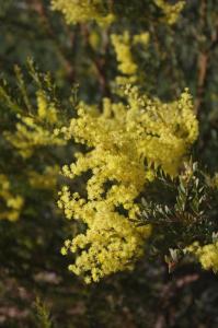 WATTLE TREE HILL平面图