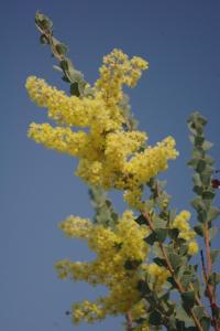 WATTLE TREE HILL平面图