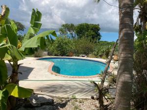 自由港市Lakeview bed & breakfast的棕榈树庭院中的游泳池
