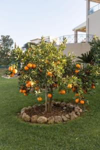 古维亚VILLA SORELLINA的一颗橘子树