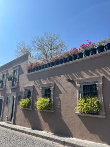圣米格尔-德阿连德Casa Laní Luxury B&B的旁边是种盆栽植物的建筑