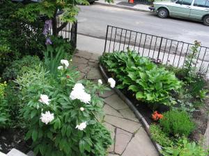 多伦多A Seaton Dream的街道边种有白色花的花园