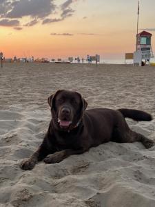 里米尼Hotel Le Ali的一条棕色的狗躺在沙滩上
