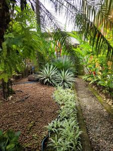博拉塞亚博拉玛旅馆的种有一束棕榈树和植物的花园