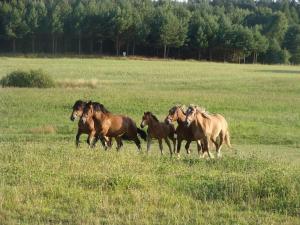 KaliskaAgroturystyka Leśna Wyspa的一群马在田野里跑