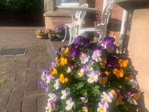 DalneighKinnoch Lodge的椅子上花盆里的一束鲜花