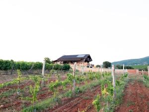 马罗尼亚Spacious rustic country house with sea view的一座农场,有房子