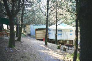 阿伯里斯特威斯Mushroom Yurt的树林中的一个帐篷
