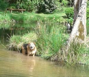 Xertignyroulotte viticole的狗站在池塘的水中