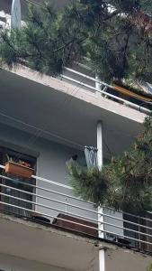 博尔若米Londa的公寓大楼的阳台种植了圣诞树