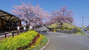 成田Karin doo Hotel的路边有鲜花盛开的树木和花的街道