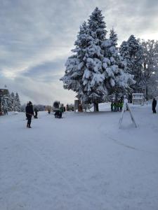 霍茨科波霍尔耶Luxury apartments Prežin的一群人站在雪覆盖的树周围