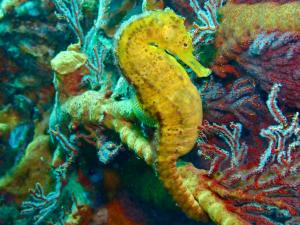 丽贝岛阿当海洋潜水生态山林小屋的海马坐在珊瑚礁的顶端
