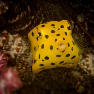丽贝岛阿当海洋潜水生态山林小屋的黄鱼,黑点上