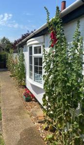 WhittleseyField Cottage的窗户旁有玫瑰树的房子