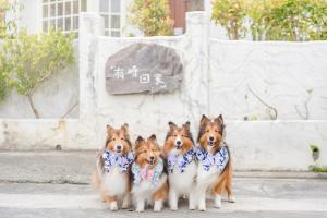 台东H& 有時回家會館 l 寵物友善的一群四只狗,在一座建筑物前戴着带头巾