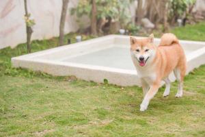 台东H& 有時回家會館 l 寵物友善的狗在浴缸旁的草地上行走