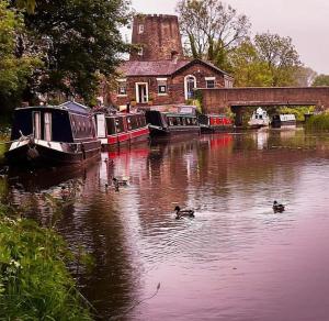 Parbold'Mill Cottage' Parbold的一群鸭子在河里游着船