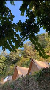 ShivpuriNeerville Waterfall Glamping- Neer waterfall的山丘上树木成群的帐篷