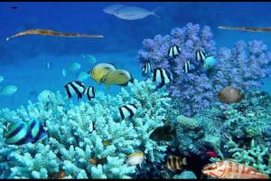 埃拉特BRiGHT AND COZY STUDIO SUiTE EiLAT的一群鱼在珊瑚礁周围游