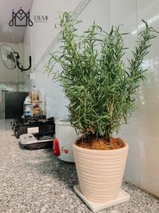 áº¤p VÄ©nh ÃÃ´ngDeMi Homestay - Châu Đốc的坐在柜台上的盆里的植物