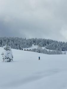 PtaszkowaPtaszkova PrzyStań的一片覆盖着树木的雪地