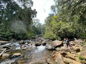 代尼耶耶Rainforest Chalets - Rainforest Tours,Pool And Ac的相册照片