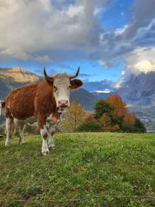 格林德尔瓦尔德Chalet Caroline的站在田野中的棕色和白色牛