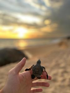 坦加拉Shine Wave Turtle Beach的海滩上养着小龟的人